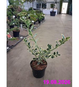 Ilex aquif. 'Silver Queen' C 2,5 L